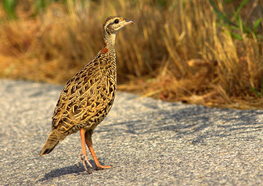 Black Francolin