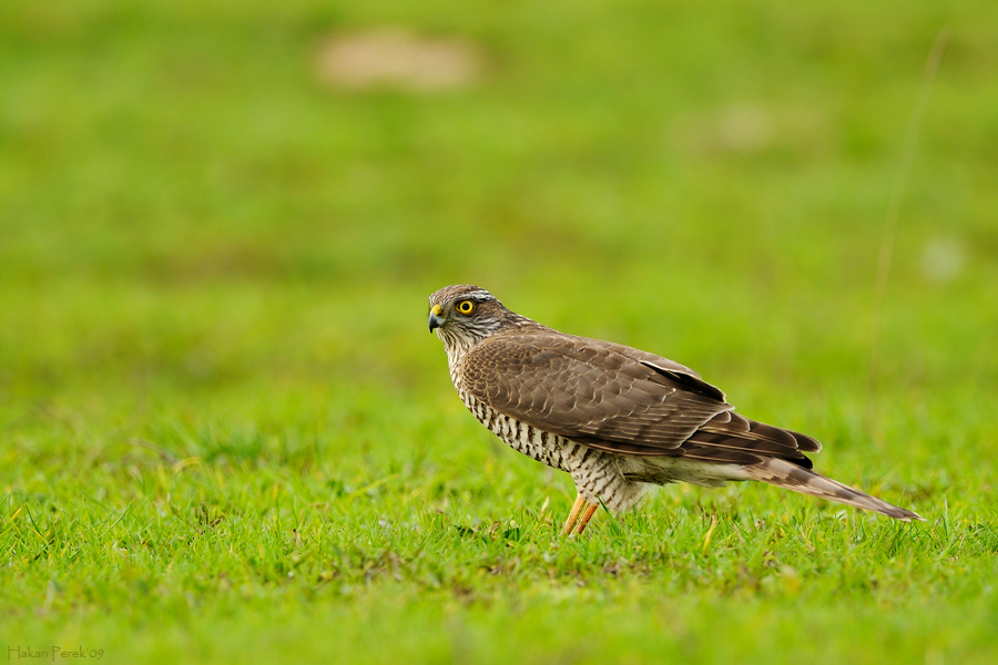 Eurasian Sparrowhawk