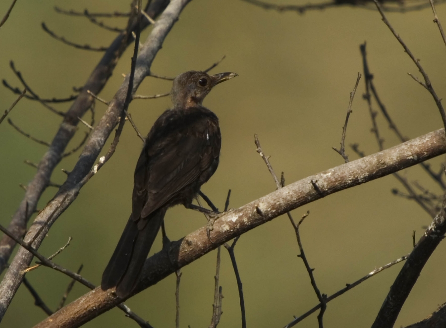 Common Blackbird