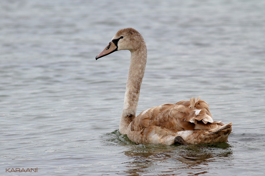 Mute Swan