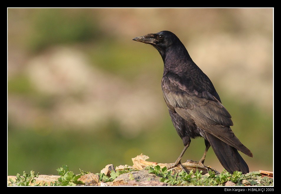 Rook