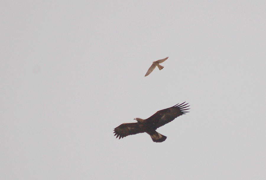Golden Eagle