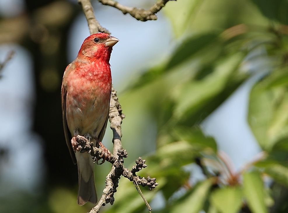 Common Rosefinch
