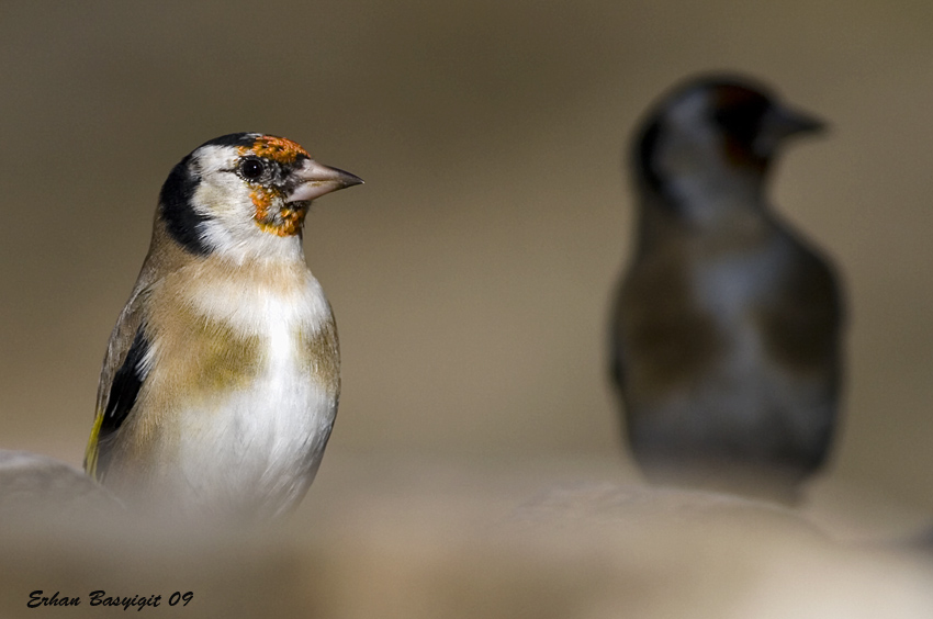 European Goldfinch