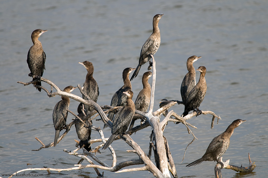 Pygmy Cormorant
