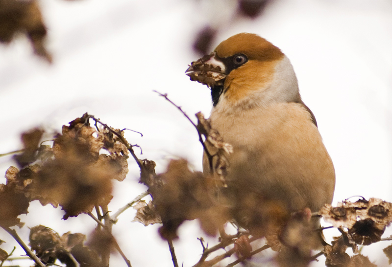 Hawfinch