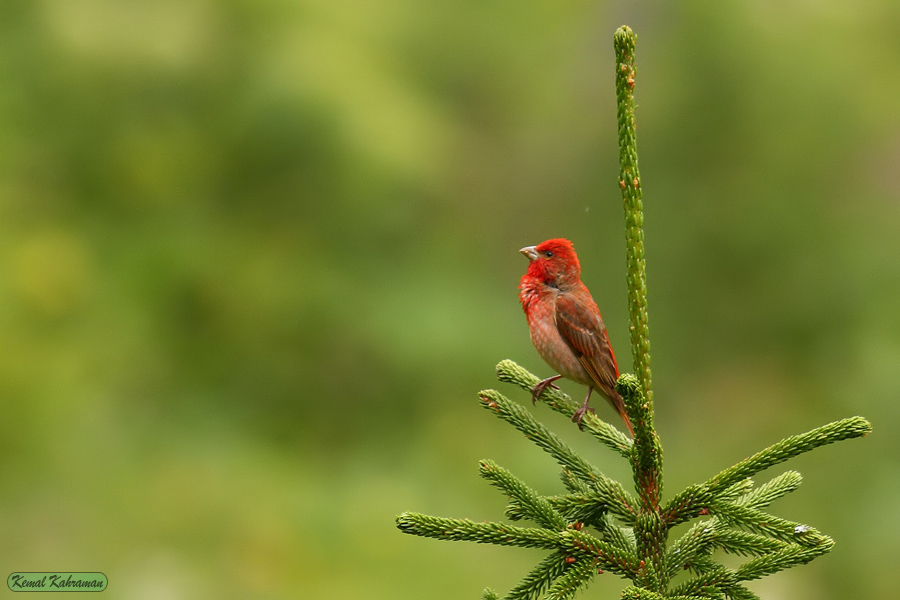 Common Rosefinch