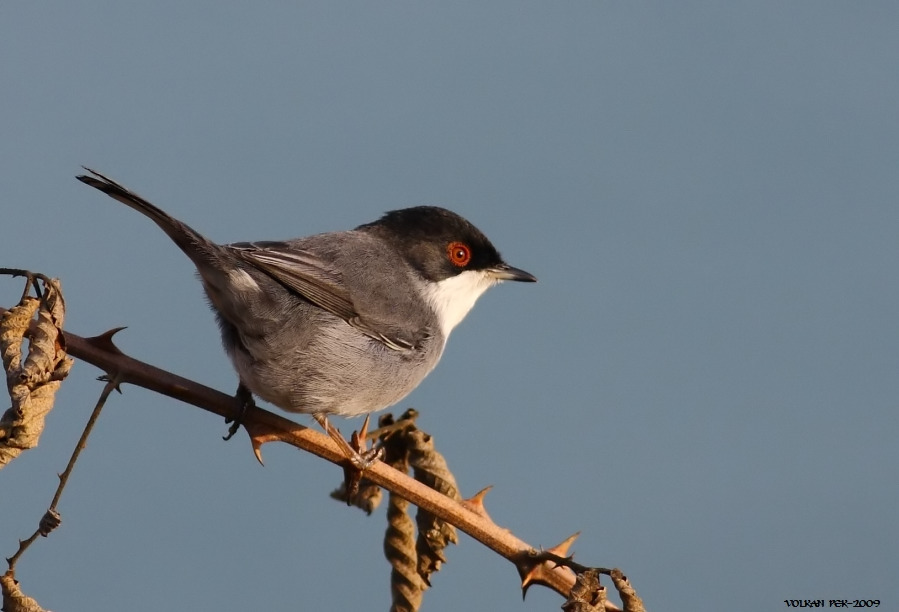 Sardinian Warbler