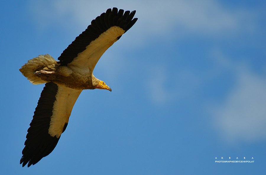 Egyptian Vulture