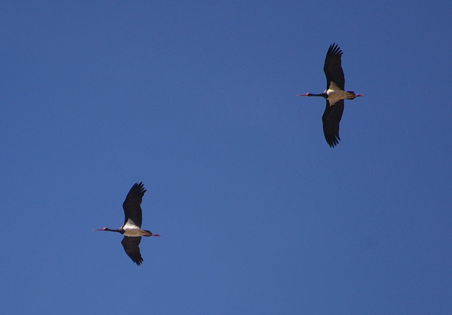 Black Stork