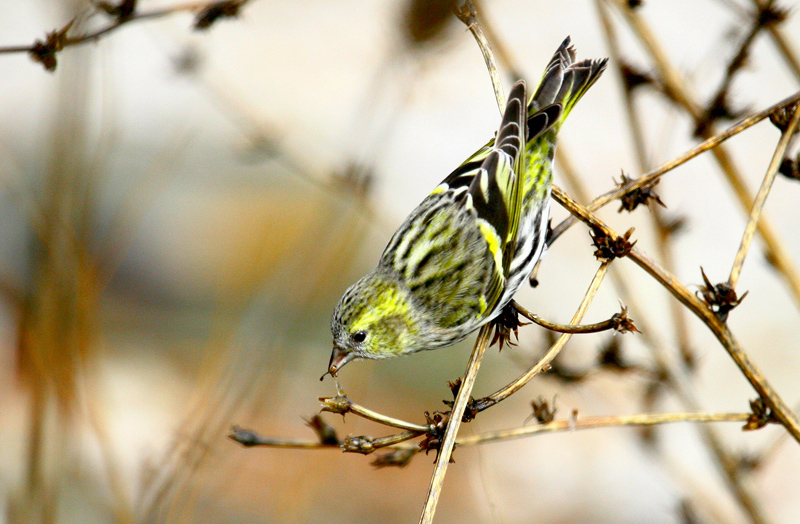 Eurasian Siskin