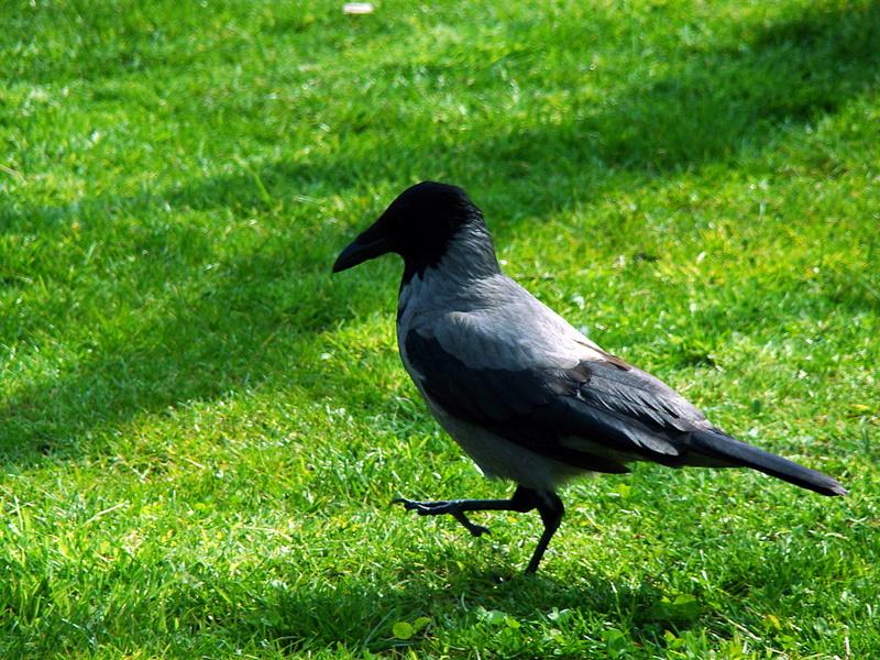 Hooded Crow