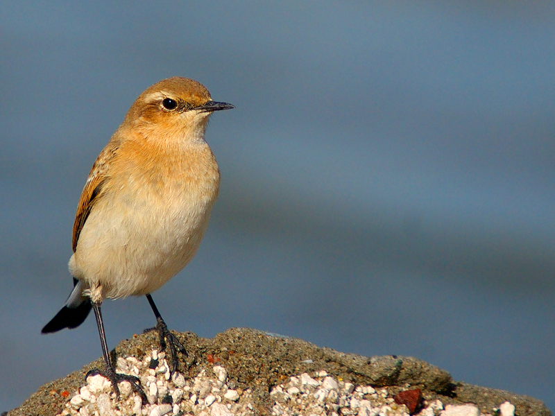 Northern Wheatear