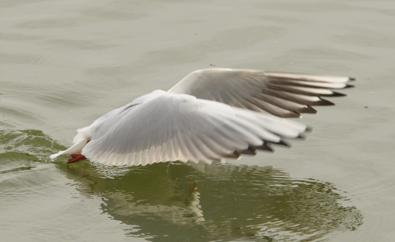Black-headed Gull