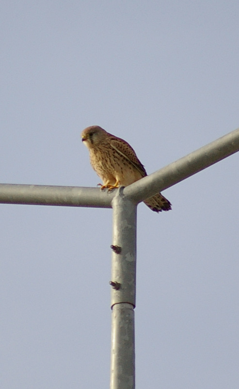 Common Kestrel