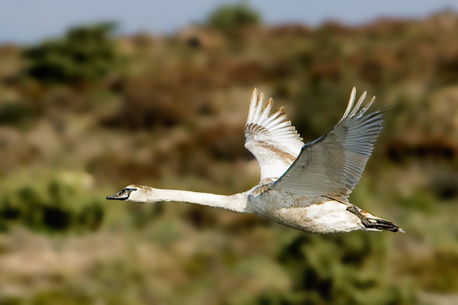 Mute Swan