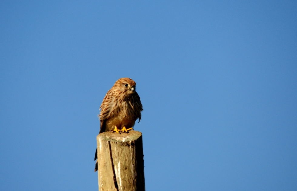 Common Kestrel