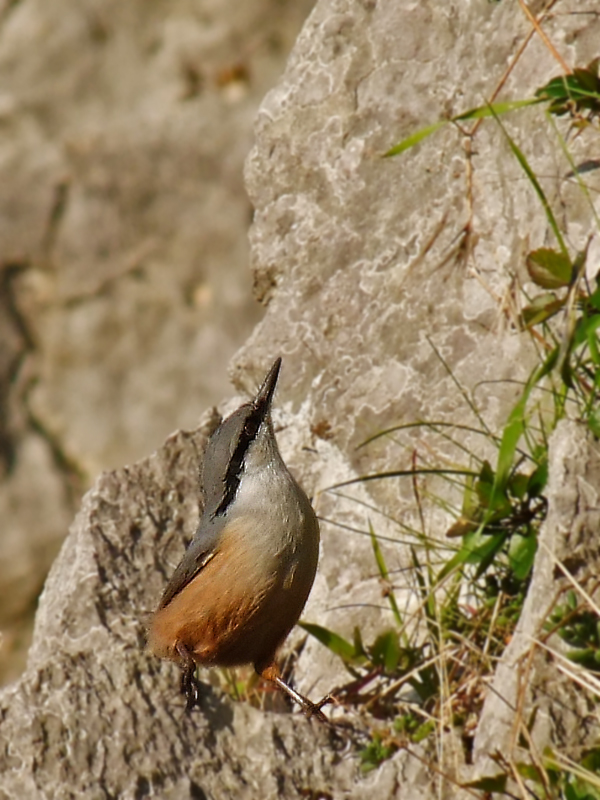 Western Rock Nuthatch