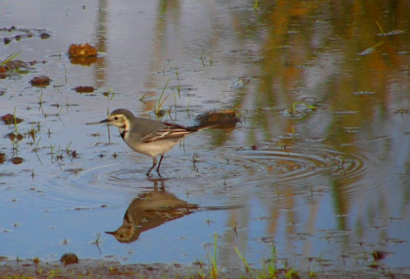 White Wagtail