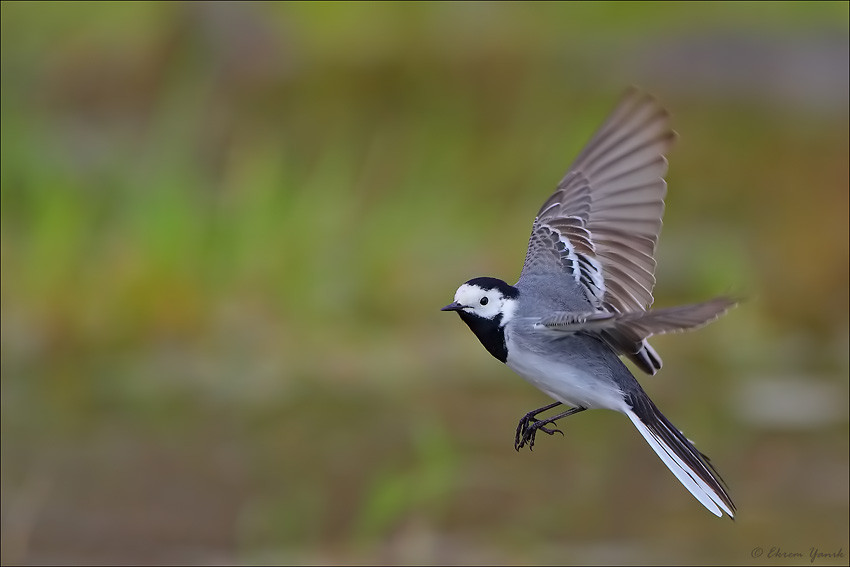 White Wagtail