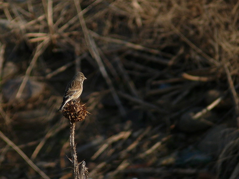 Common Linnet