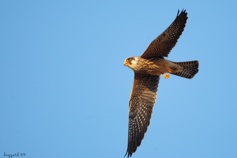 Red-footed Falcon