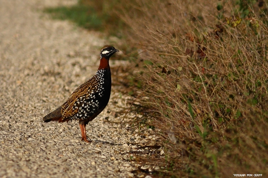 Black Francolin