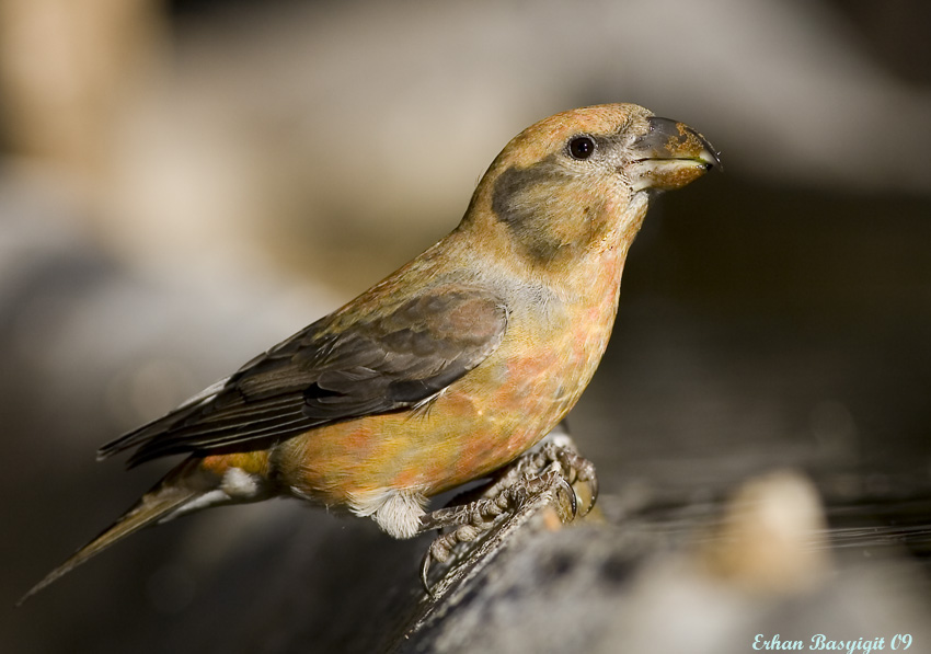 Red Crossbill