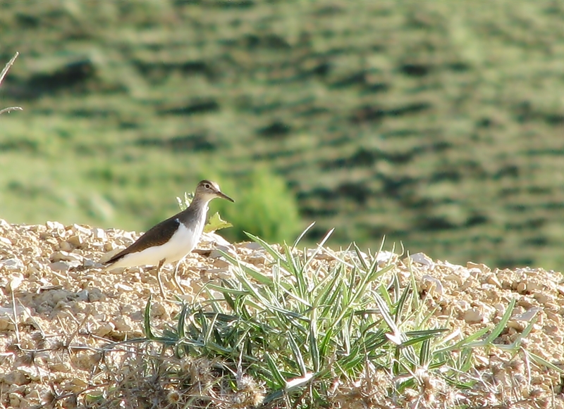 Common Sandpiper