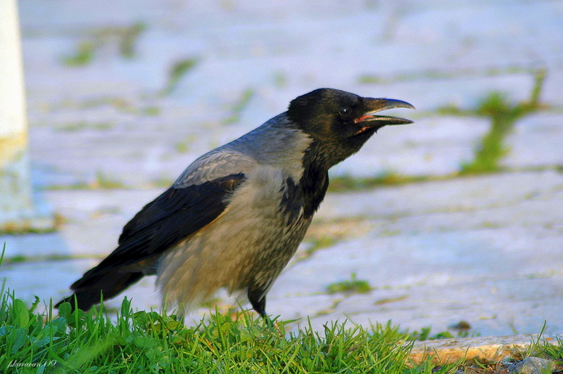 Hooded Crow