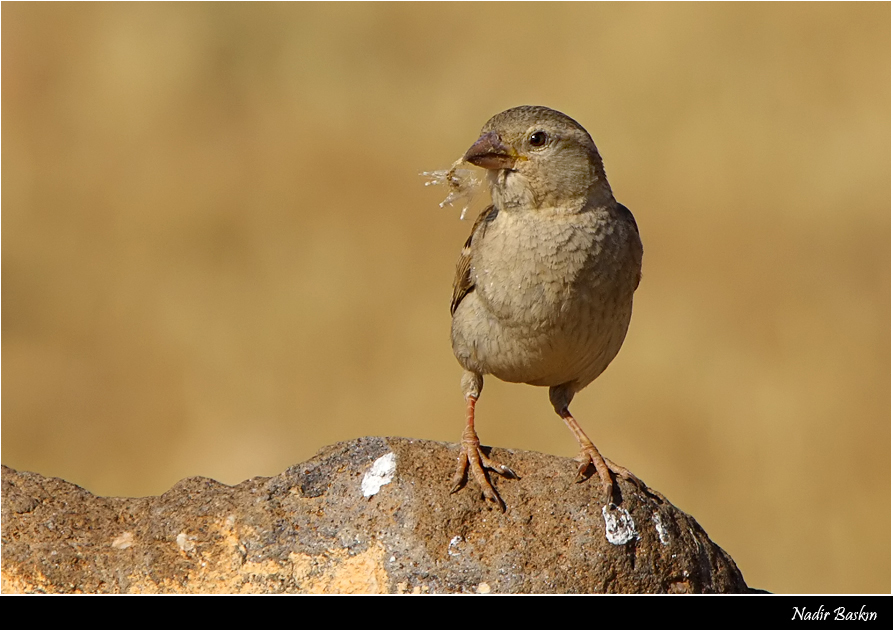 Pale Rockfinch