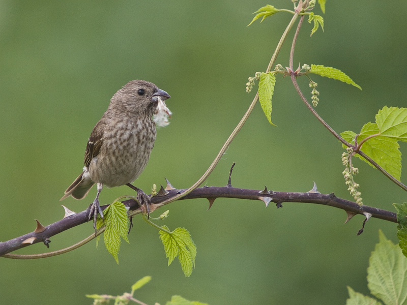 Common Rosefinch