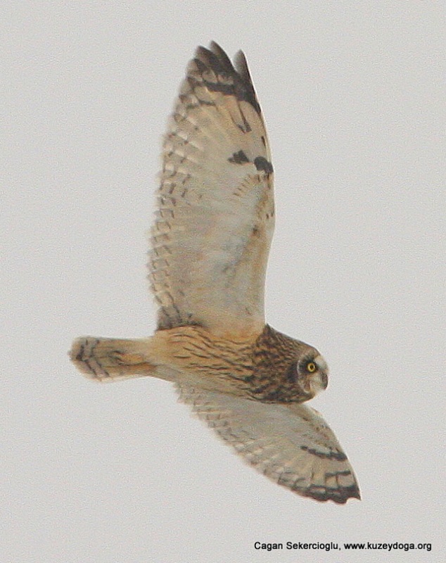 Short-eared Owl