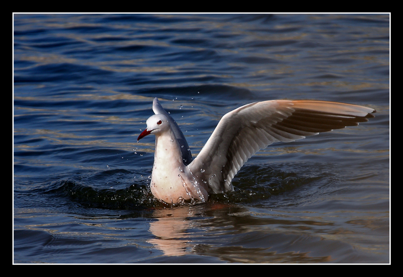 Slender-billed Gull