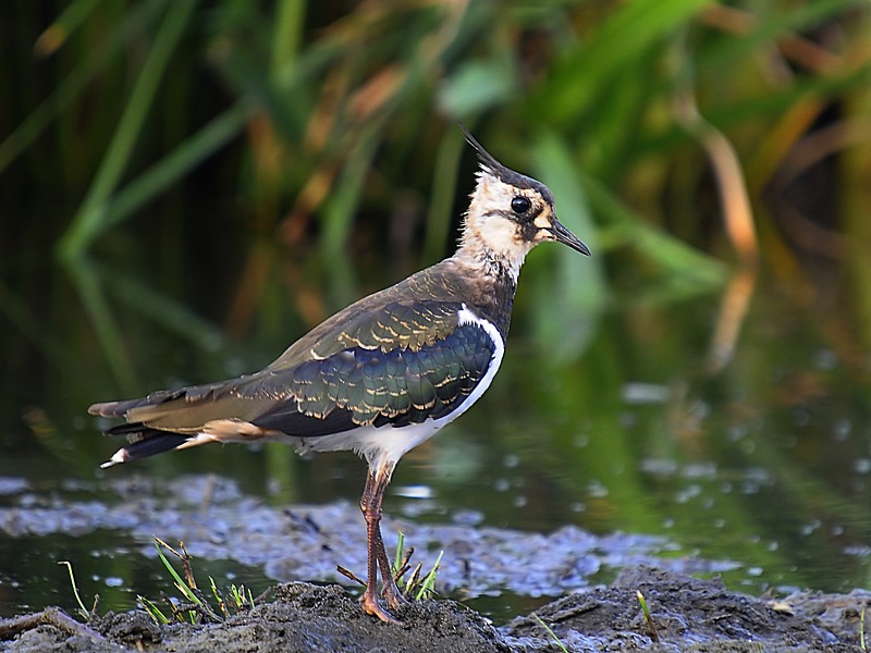 Northern Lapwing