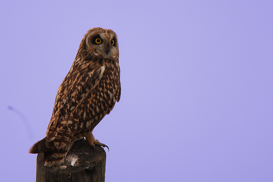 Short-eared Owl