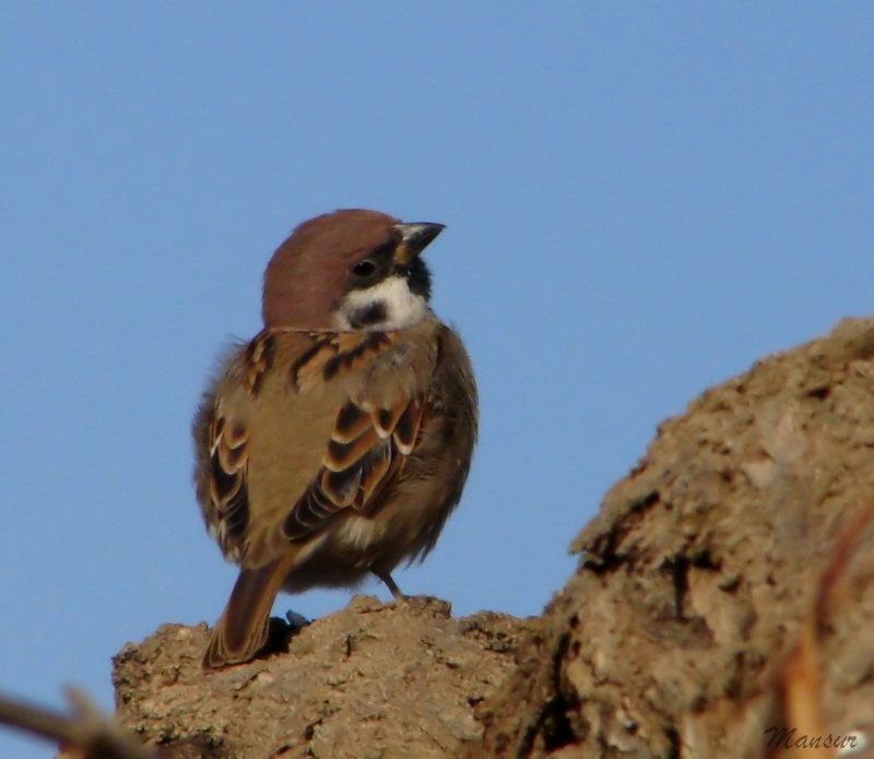Eurasian Tree Sparrow