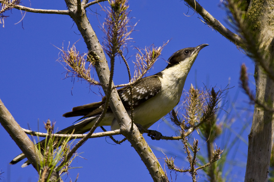 Great Spotted Cuckoo