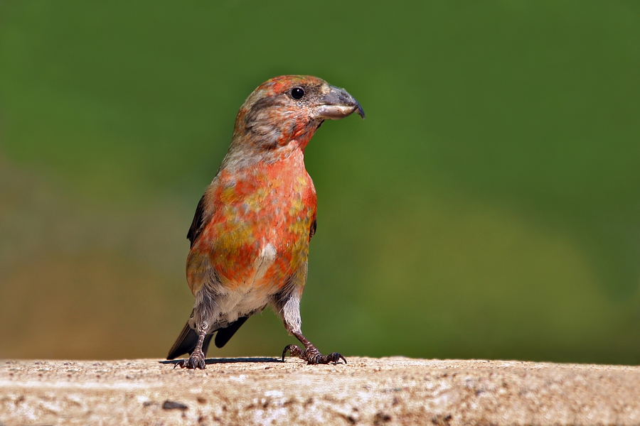 Red Crossbill