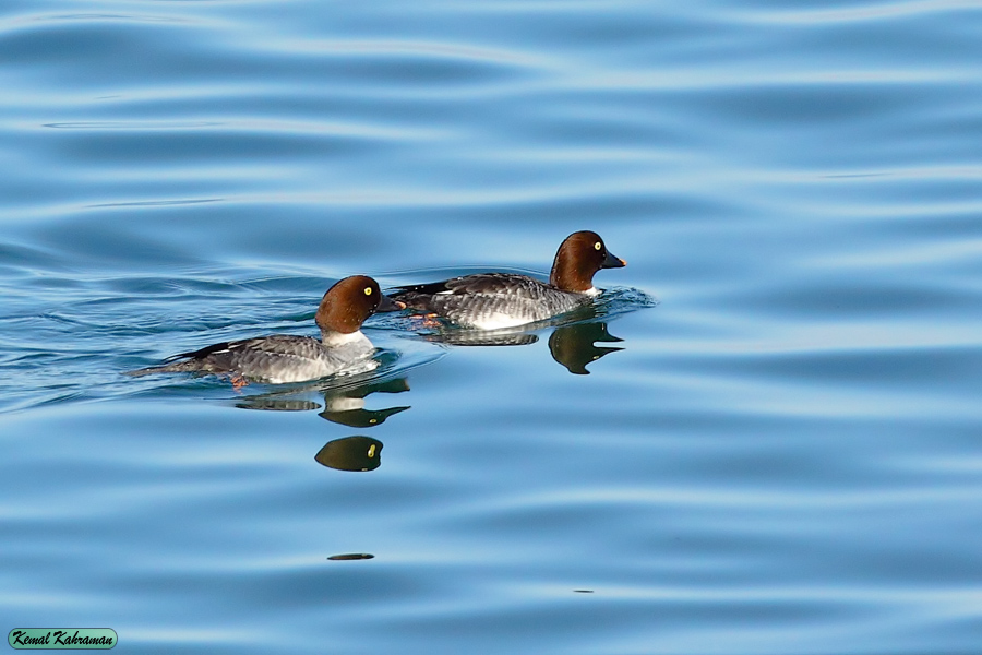Common Goldeneye