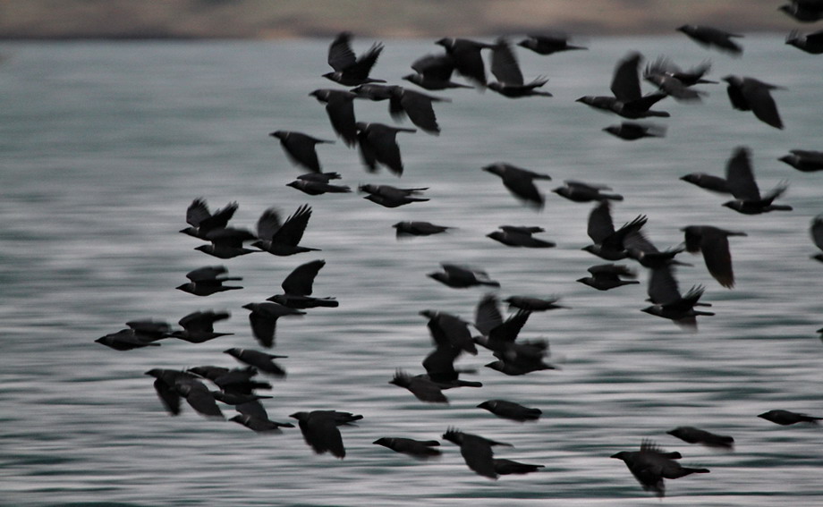 Western Jackdaw