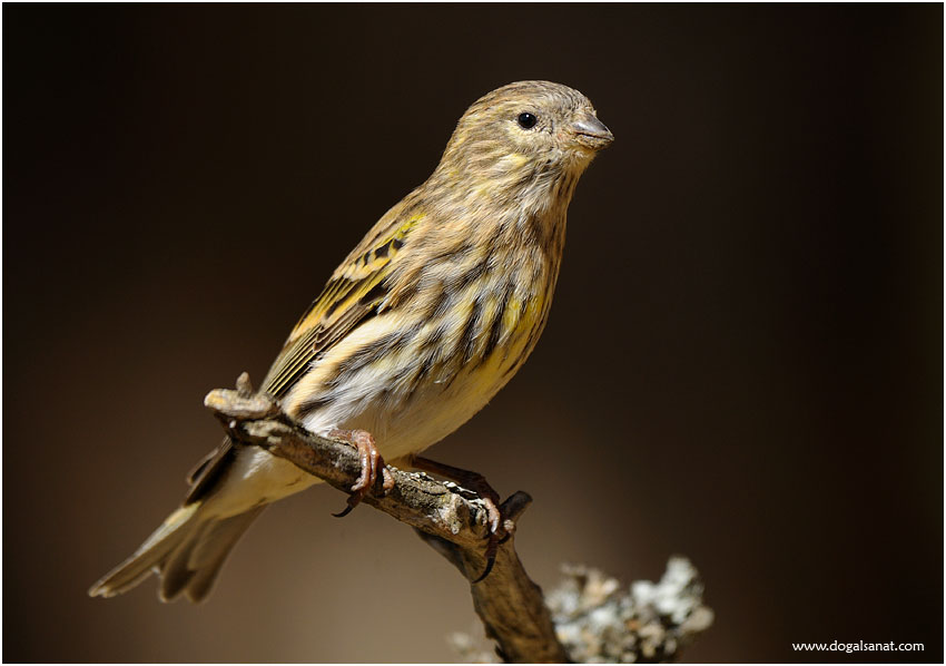 European Serin