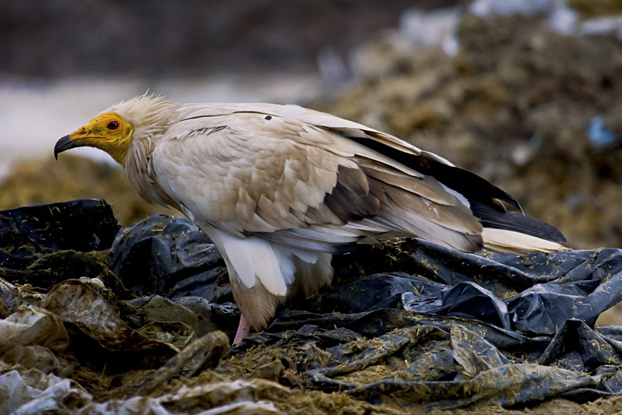 Egyptian Vulture