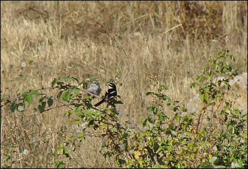 Masked Shrike