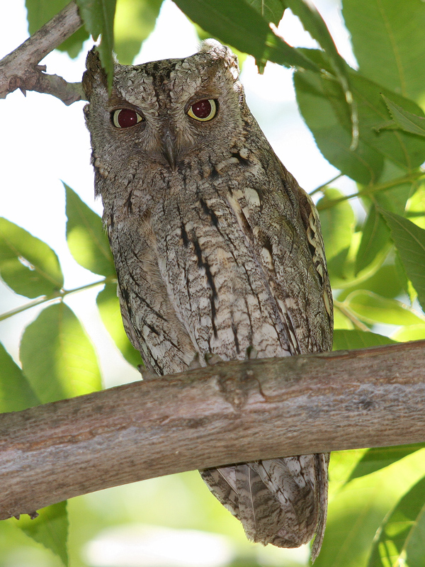 Eurasian Scops Owl