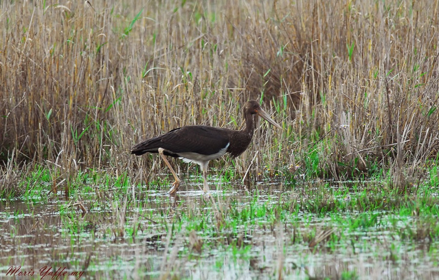 Black Stork