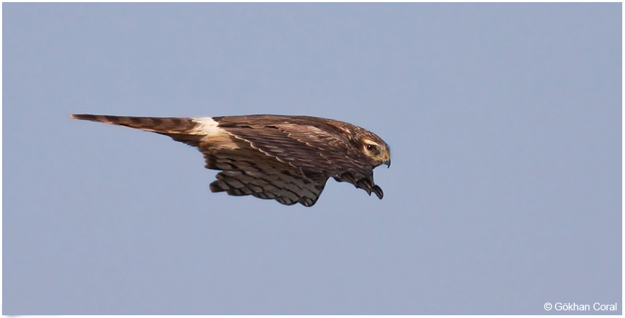 Hen Harrier