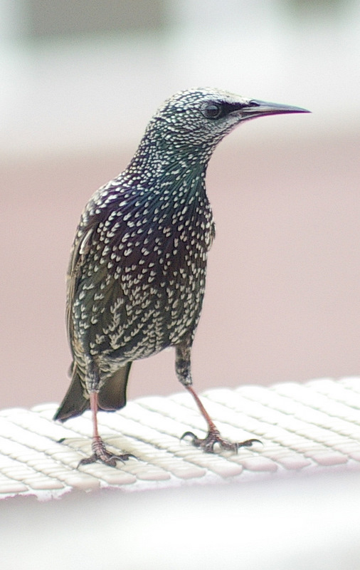 Common Starling