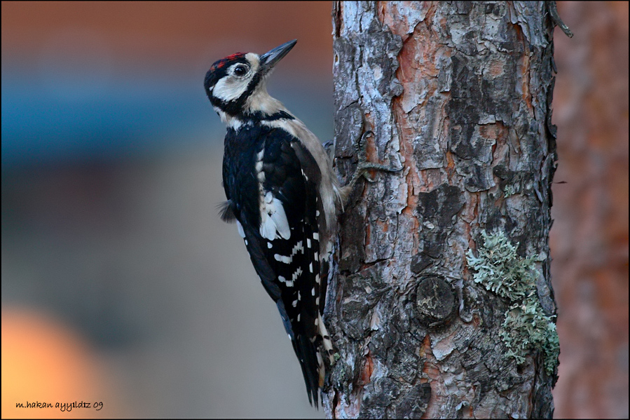Great Spotted Woodpecker