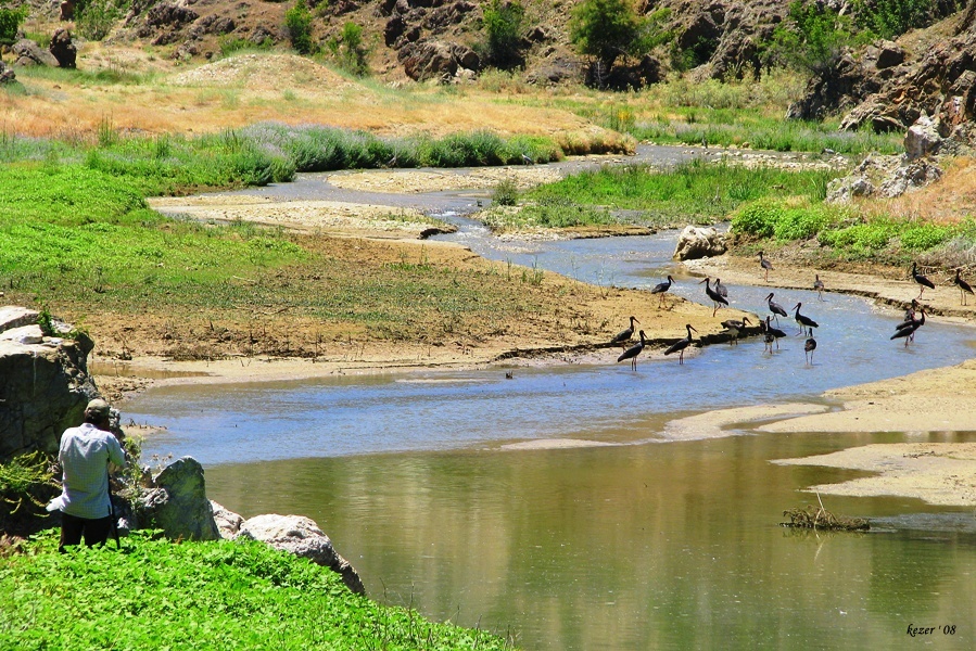 Black Stork